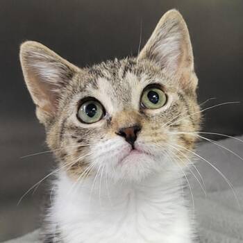 Kitten Aura -  Domestic Short Hair Cat for Adoption in Cuyahoga Falls, Ohio - Kitten Aura | PetCurious