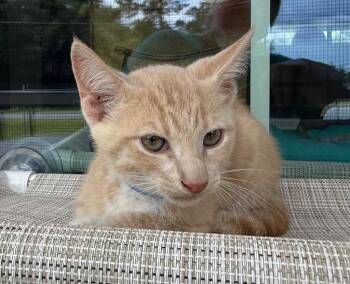 Dynamite -  Domestic Short Hair Cat for Adoption in Kingsland, Georgia - Dynamite | PetCurious