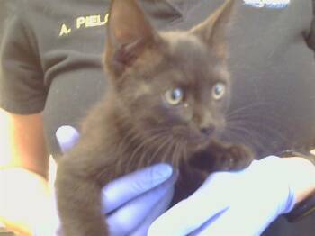 COBBLEPOT -  Domestic Short Hair Cat for Adoption in Sacramento, California - COBBLEPOT | PetCurious