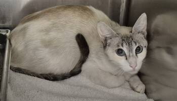 Rescue Domestic Short Hair Cats for Adoption in Decatur, Illinois - DOTTIE | PetCurious