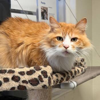 Domestic Long Hair Cats Available for Adoption in Chino Hills, California - Peaches (C000-220) - Costa Mesa Location | PetCurious