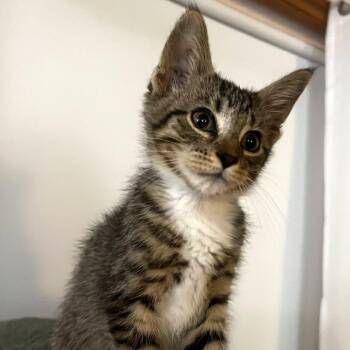 Carl -  Domestic Short Hair Cat for Adoption in Chaska, Minnesota - Carl | PetCurious