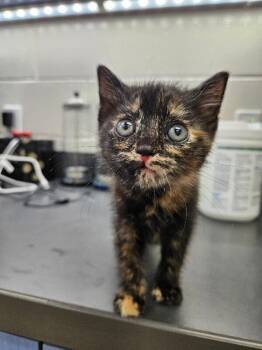Hazel -  Domestic Short Hair Cat for Adoption in Disputanta, Virginia - Hazel | PetCurious