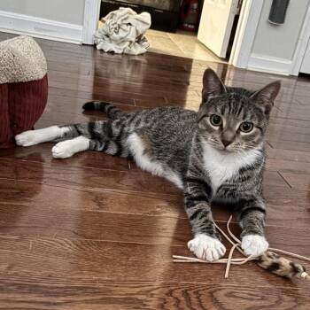Squeaky -  Domestic Short Hair Cat for Adoption in Lemoyne, Pennsylvania - Squeaky | PetCurious