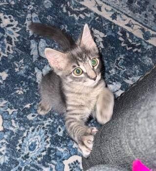 Buttercup -  Tabby Cat for Adoption in San Antonio, Texas - Buttercup | PetCurious