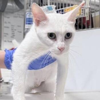 Domestic Short Hair Cats Available for Adoption in New York, New York - Lyra | PetCurious