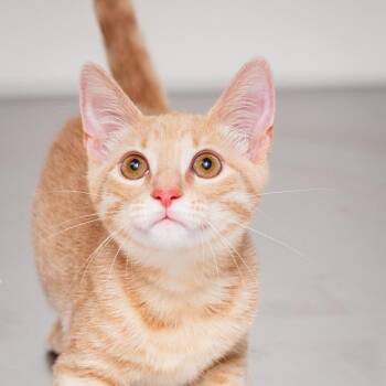 Nugget -  Domestic Short Hair Cat for Adoption in Hattiesburg, Mississippi - Nugget | PetCurious