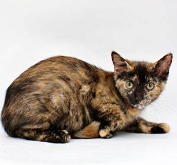 Posie -  Domestic Short Hair Cat for Adoption in Morton Grove, Illinois - Posie | PetCurious