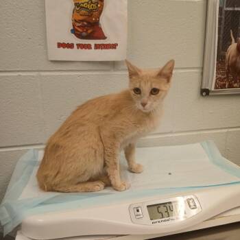 Baloo (orange 3) -  Domestic Short Hair Cat Available for Adoption in Chattanooga, Tennessee - Baloo (orange 3) | PetCurious