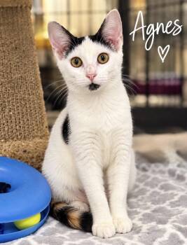 Agnes -  Domestic Short Hair Cat for Adoption in Pawleys Island, South Carolina - Agnes | PetCurious