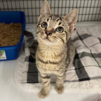 Johnny -  Domestic Short Hair Cat for Adoption in Trenton, New Jersey - Johnny | PetCurious
