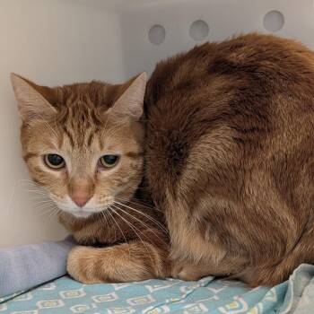 Domestic Short Hair Cats Available for Adoption - Eureka | PetCurious