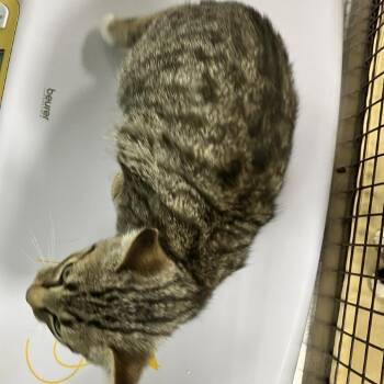 112880 -  Domestic Short Hair Cat for Adoption in Las Cruces, New Mexico - 112880 | PetCurious