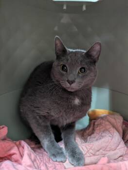 Domestic Short Hair Cats Available for Adoption in Oconto, Wisconsin - Smokey (Working Cat) | PetCurious