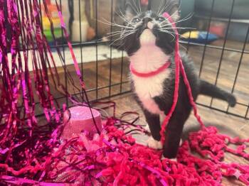 Willowy -  Domestic Short Hair Cat Available for Adoption in Wilmington, North Carolina - Willowy | PetCurious