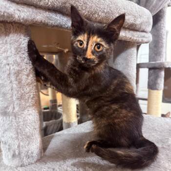 Ruby Crock -  Domestic Short Hair Cat for Adoption in Eagle Mountain, Utah - Ruby Crock | PetCurious