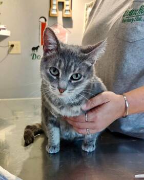 Rescue Domestic Short Hair Cats for Adoption in Louisville, Kentucky - Lady Grey | PetCurious