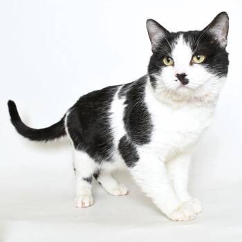 Rescue Domestic Short Hair Cats for Adoption in Springfield, Illinois - Splash | PetCurious