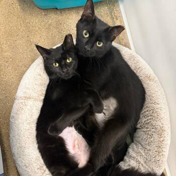 Domestic Short Hair Cats Available for Adoption - Clover (2026) | PetCurious