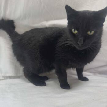Binx -  Domestic Short Hair Cat for Adoption in Chuckey, Tennessee - Binx | PetCurious