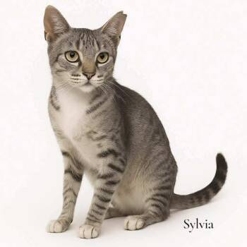 Rescue Domestic Short Hair Cats for Adoption in Stevensville, Michigan - Sylvia | PetCurious