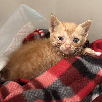 Persian -  Domestic Short Hair Cat for Adoption in Philadelphia, Pennsylvania - Persian | PetCurious