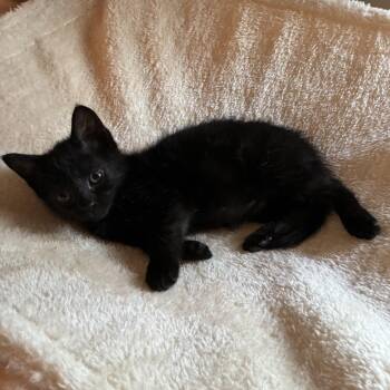 Toad -  Domestic Short Hair Cat for Adoption in Cumming, Georgia - Toad | PetCurious