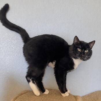 Domestic Short Hair Cats Available for Adoption in Nampa, Idaho - Abraham | PetCurious