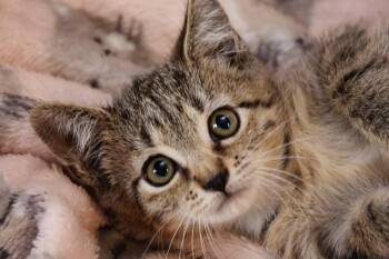 Josey -  Domestic Short Hair Cat for Adoption in Georgetown, Ohio - Josey | PetCurious