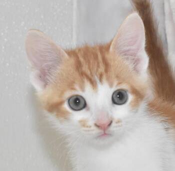 Domestic Short Hair Cats Available for Adoption - Sir Wiggleflame | PetCurious