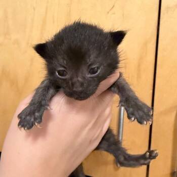 Hemlock -  Domestic Short Hair Cat for Adoption in Chattanooga, Tennessee - Hemlock | PetCurious