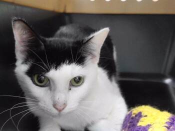 Domestic Short Hair Cats Available for Adoption in Omaha, Nebraska - COSMONAUT | PetCurious