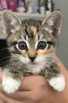 LILLY -  Domestic Short Hair Cat for Adoption in San Bernardino, California - LILLY | PetCurious