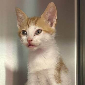 ARNOLD -  Domestic Short Hair Cat for Adoption in St. Louis, Missouri - ARNOLD | PetCurious