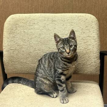 Rescue Domestic Short Hair Cats for Adoption in Shelbyville, Indiana - Cub | PetCurious