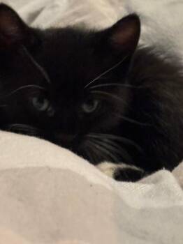 Domestic Short Hair Cats Available for Adoption in Fruit Heights, Utah - Tux | PetCurious