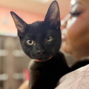 Elowen -  Domestic Short Hair Cat for Adoption in Sunrise, Florida - Elowen | PetCurious