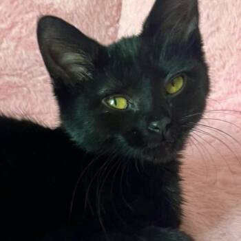 Knoxville -  Domestic Short Hair Cat for Adoption in Farmington Hills, Michigan - Knoxville | PetCurious