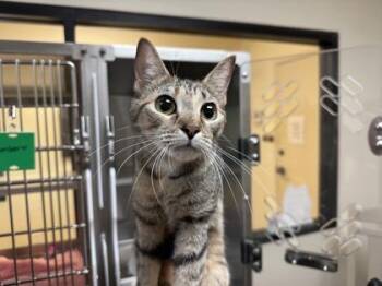 Ember -  Domestic Short Hair Cat for Adoption in Brunswick, Georgia - Ember | PetCurious