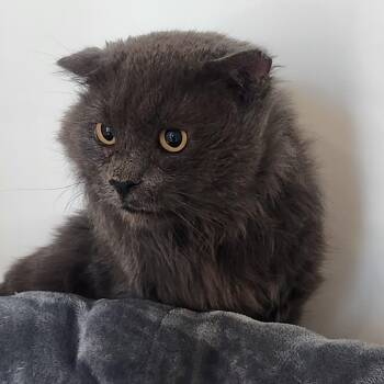 Charlie (fka Mr. Man) -  Domestic Medium Hair and Domestic Short Hair Cat for Adoption in Cumming, Georgia - Charlie (fka Mr. Man) | PetCurious