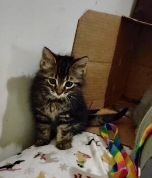 Moe -  Domestic Long Hair Cat for Adoption in Woodland, California - Moe | PetCurious