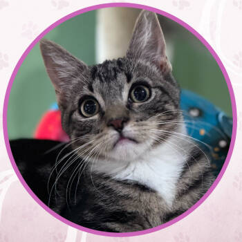 Rescue Domestic Short Hair Cats for Adoption in Toms River, New Jersey - Li'l Sebastian | PetCurious