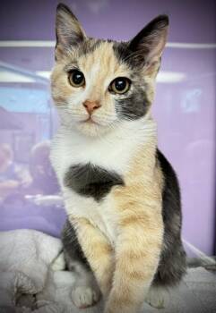 CRINKLES* -  Domestic Short Hair Cat for Adoption in Santa Cruz, California - CRINKLES* | PetCurious