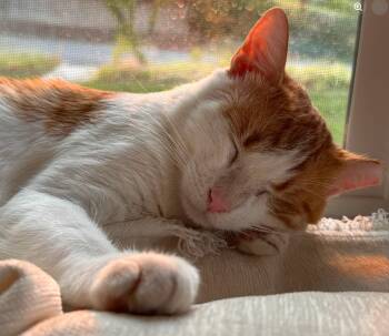 Vincent -  Domestic Short Hair Cat for Adoption in Houston, Texas - Vincent | PetCurious