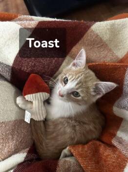 Toast wc 946 -  Domestic Short Hair Cat for Adoption in Metamora, Illinois - Toast Wc 946 | PetCurious