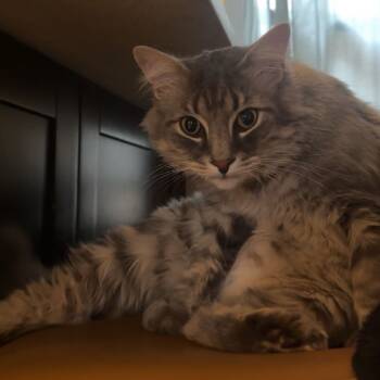 Rescue Domestic Medium Hair Cats for Adoption - Chewie | PetCurious