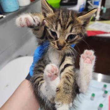 Clarkson @ Dorchester Rd PetSmart -  Domestic Short Hair Cat for Adoption in Summerville, South Carolina - Clarkson @ Dorchester Rd PetSmart | PetCurious