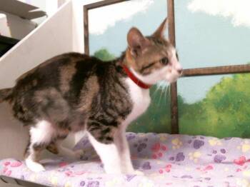 JAYLNN -  Domestic Short Hair Cat for Adoption in Houston, Texas - JAYLNN | PetCurious