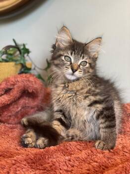 Rex -  Domestic Long Hair Cat for Adoption in Taylor, Michigan - Rex | PetCurious