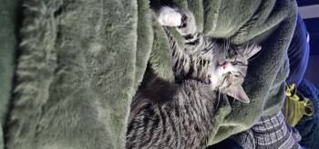 Rescue Tabby Cats for Adoption in Tracy, California - Odette | PetCurious